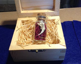 Mouse Mandible in a Bottle