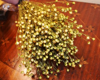 Flax, Beige Flax, Dried Grains, Dried flowers
