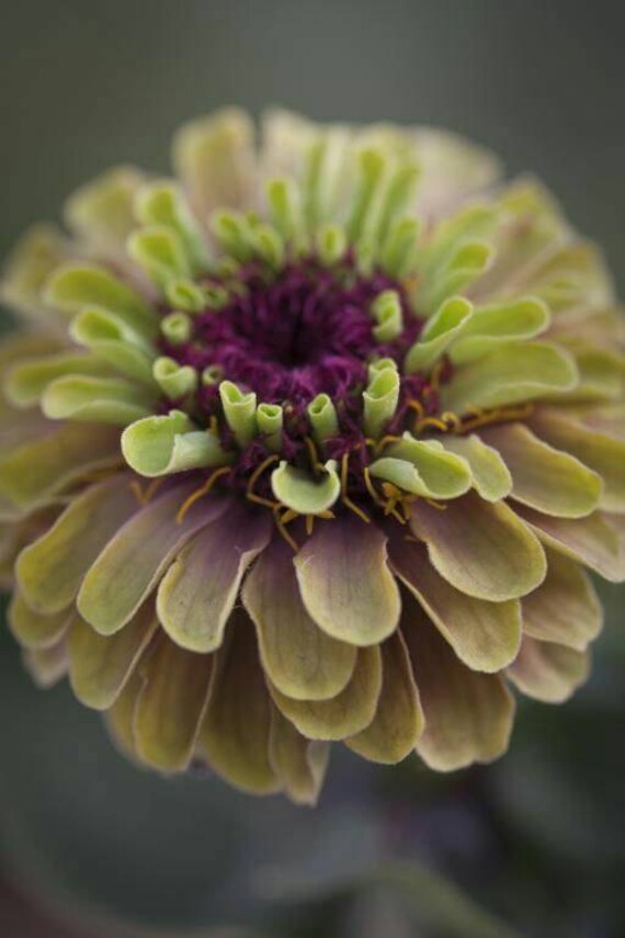 Zinnia 'Queen Lime With Blush' Seeds