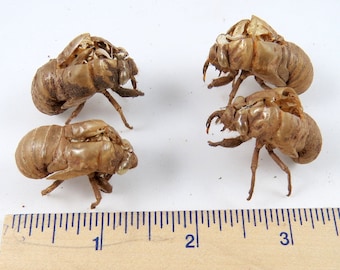 4 Cicada Exoskeletons, Creepy and Scary Bug Shells Insect Specimens Bug Skins