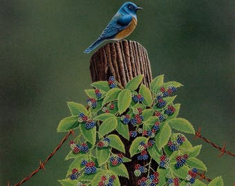 Keeping Watch, bluebird on fence post covered in blackberries