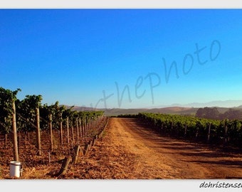 Landscape Photography-Napa Vineyard