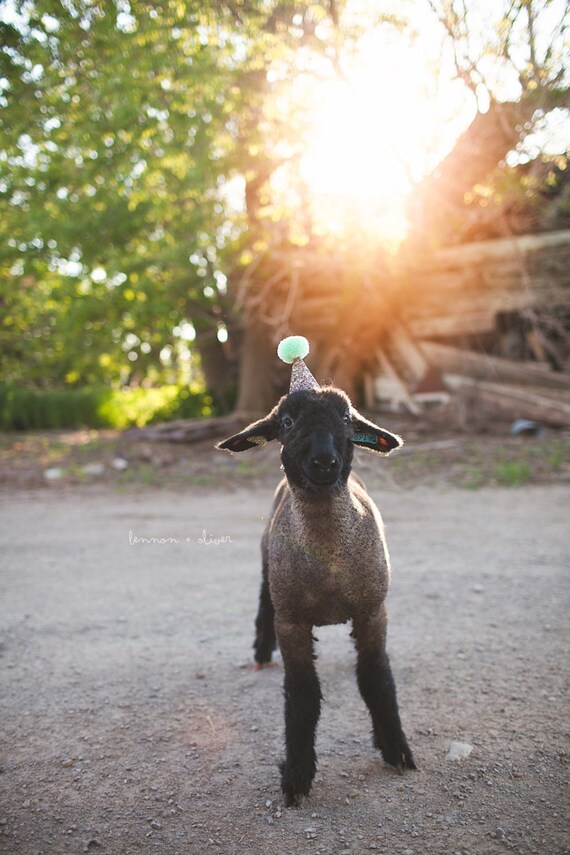 Animal Party Hat || Large Party Hat || Dog Cat Goat Birthday || Busters Party Shop || Confetti Glitter + Mint
