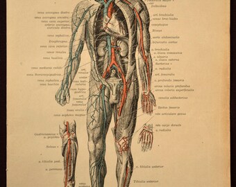 Anatomy Print Human Body Wall Art Medical Wall Decor Print