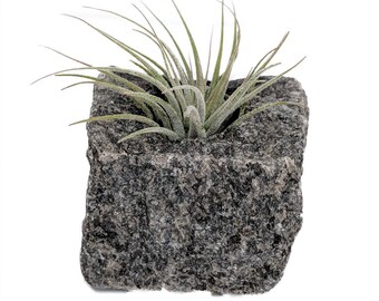 Granite Vase with Living Air Plant - Gray - 2" x 2" x 2.5"