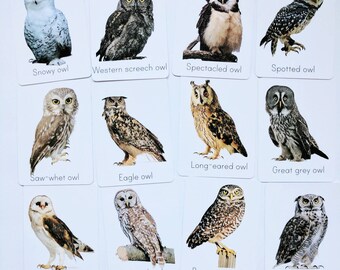 Owl flash cards - types of owl study cards - classroom decor - nursery decor - owl decor - Montessori - educational gift