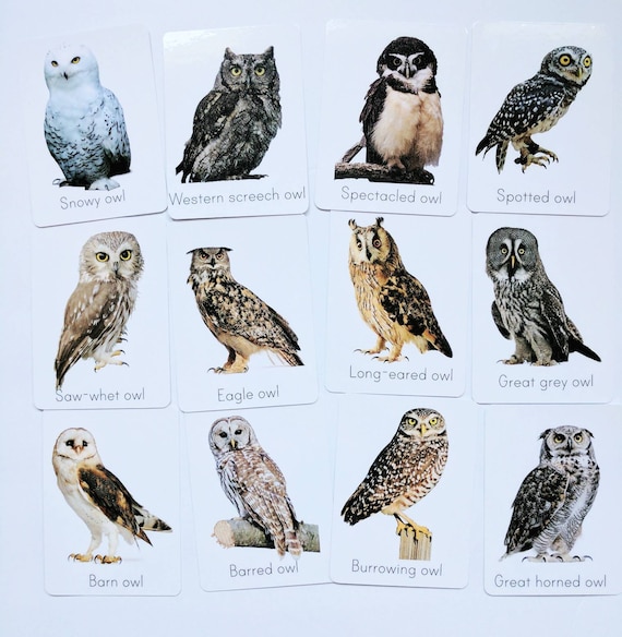 owl types