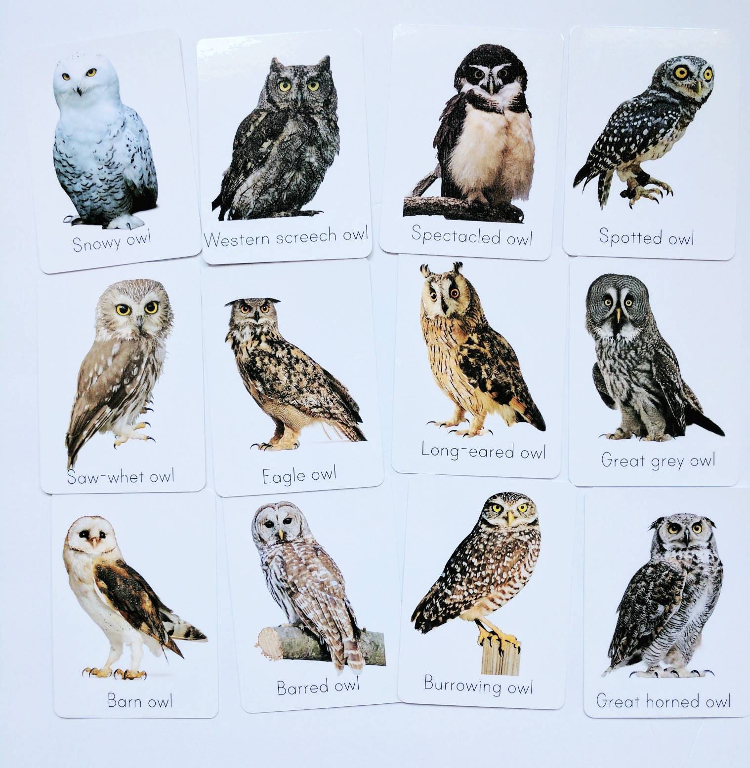 Owl flash cards types of owl study cards classroom decor