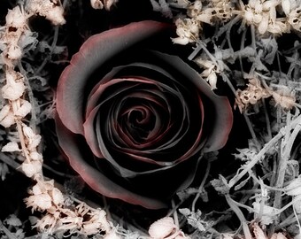 Fine Art Photography- Macro floral photography- Home Décor- Home & Living- Rose photography Print- Nature photography- Flower Print