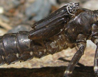 Black Dragonfly Exoskeleton