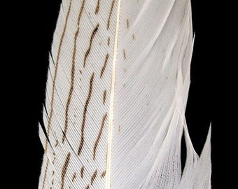 Silver Pheasant Feathers. 8/10" (21-25cm) . UK Supplier