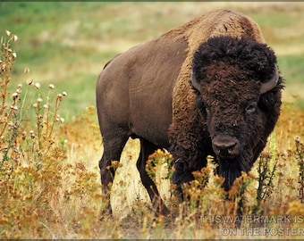 Poster, Many Sizes Available; American Bison Buffalo (Bison Bison)