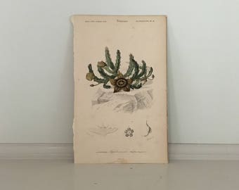 c. 1861 STAPELLA SUCCLENT PLANT print - original antique botanical print - flower print by D'Orbigny - hand colored engraving