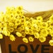 50 pcs mini star daisy,real natural dried flowers for Filler of the glass bottles,Decor Floral Supplies(122-45)