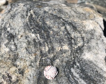 Gray and Maroon Scallop shell