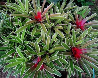 BROMELIAD neoregalia bossa nova (white green and pink)