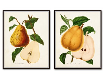 French Pears Botanical Print Set, Giclee, Antique Fruit Prints, Wall Art, Prints and Posters, Illustration, Vintage Botanical, Kitchen Art