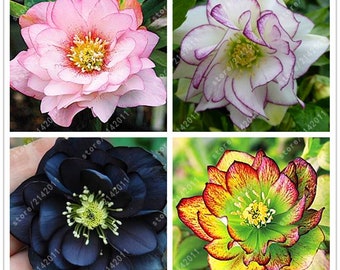 100PCS/BAG helleborus seeds Winter Rose flower grow in Winter rare flower seeds outdoor plant for home garden