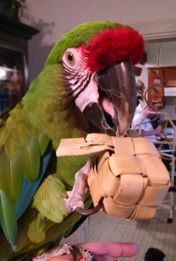 Palm Leaf box Foraging Toy Guinea pigs rabbits chinchillas