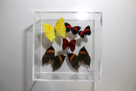 Full House II - One of a kind real butterfly panel