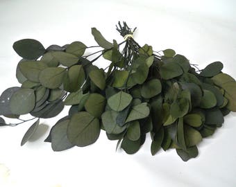 Preserved Eucalyptus Populous leaves Green, Eucalyptus leaf, Preserved Eucalyptus leaf for craft, Bouquet of Eucalyptus