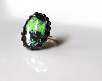 Real Moth Sterling Silver Ring, Madagascan Sunset Moth, Green Oval Ring