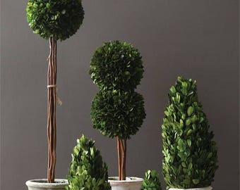 Mini Preserved Boxwood Topiary