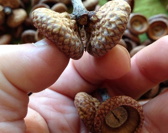 20 Twin OHIO Acorn NUT Tops - A Seasonal Supply Collection for D.l.Y. Craft Ornament Creations