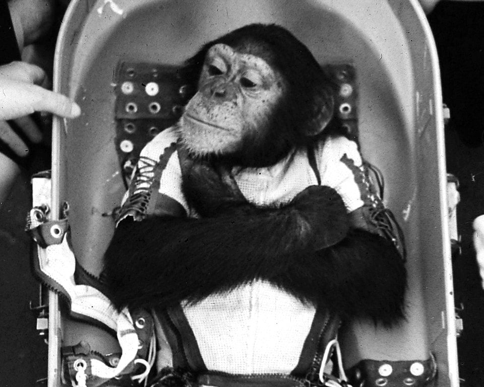 Ham the Chimp Before His Launch into Space on January 31 1961