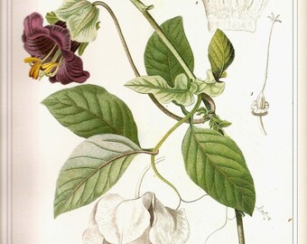 REDOUTE Vintage 1990 Art Print Botanical Original Book Plate 66 Beautiful Purple Magnolia Like Flower Vine Petals Chart Antique Writing