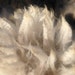 Beautiful whole alpaca fleece