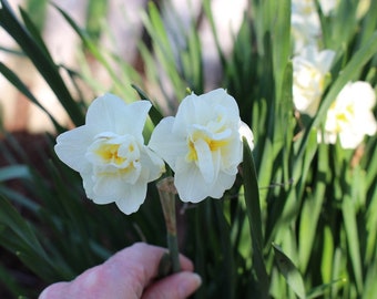 Double White Daffodils, Double White Daffodil Bulbs, Spring Bulbs