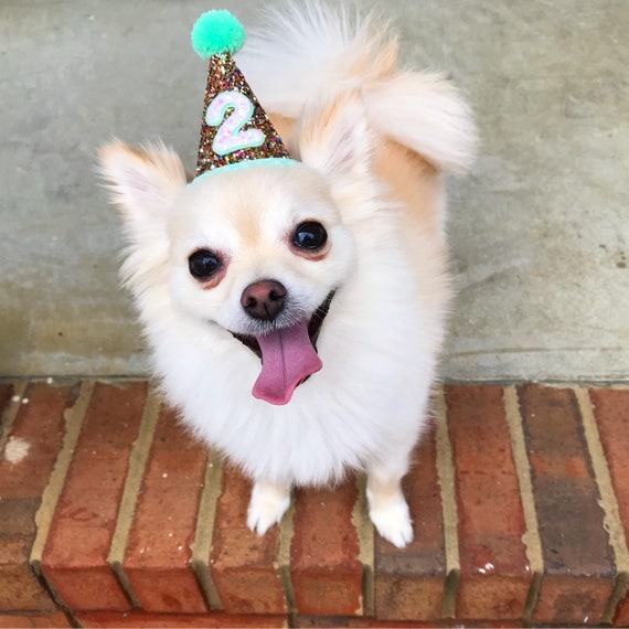 Hats for Cats And Dogs || Cat Dog Birthday Hat || Pet Party Hat ||Pet Party Accessory || Animal Birthday Party || Busters Party Shop