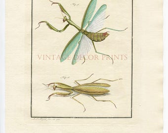 Stick Insect Print. Hand Painted 1740 Antique Print. Original Insect Print. Natural History Gift. Home Decor Nature Print. Entomology Print