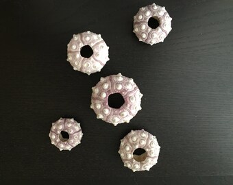 Sputnik Urchin - Set of 5