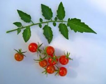 Currant (Tiny!) Tomato seeds - Heirloom/OP