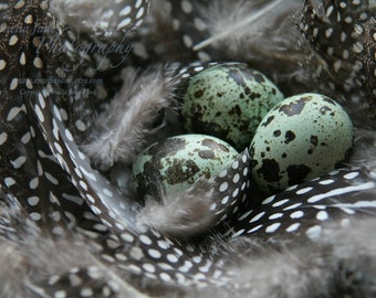 Nestled- 8x12 Signed Fine Art Photography Print