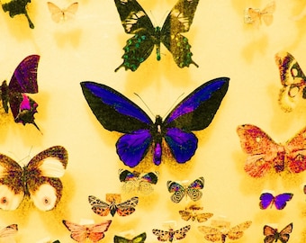 Butterfly Effect -- 8x10 Original Signed Fine Art Photograph