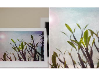 Fresh Frangipani greeting card