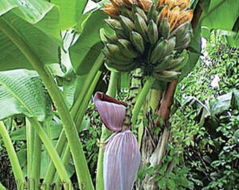Musa Dwarf Orinoco Banana Fruit Tree Live Plant Tropical garden