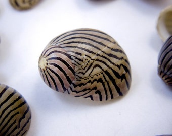 Nerite Sea Shells-- Black Striped Nerite Sea Snail Shell (RK7-B1a)
