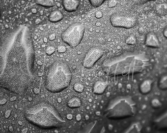 Black & White Water Droplets