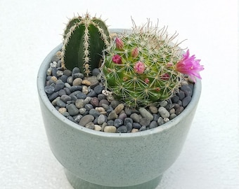 Cactus Variety in Speckled Planter