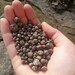 5 oz. Uncut Natural Conneticut Garnets for Jewelry~ Raw Garnet Stone ~ Brown GemStone ~ Uncut Stone ~ Brown Garnet ~ Fairy garden ~ Jewelry