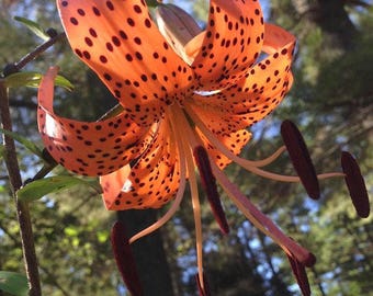 Lilium lancifolium (Tiger Lily) 5 Bulbils LILA3