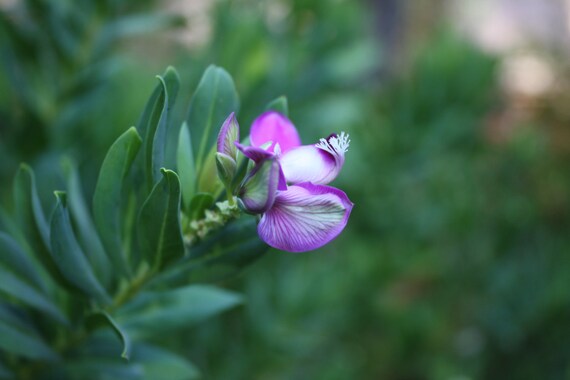 Sweet Pea Flower--matted and framed photo