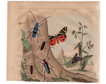 1835 MOTH BEETLES print rare original antique hand colored engraving - nature insect botanical forrest scene