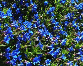 LITHOSPERMUM purpureo-caeruleum, Purple Gromwell (BUGLOSSOIDES)