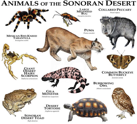 Animals of the Sonoran Desert