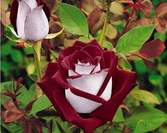 30 Osiria Rose Hybrid, Rare Rose Seeds, Fresh Exotic Blood Red and White Rose, Flower Seeds,Perennial,Growing Roses from Seeds,Planting Rose